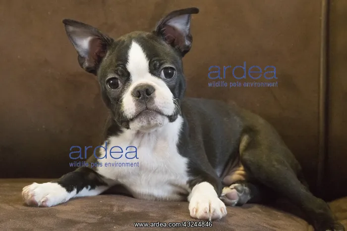  : Boston Terrier puppy indoors