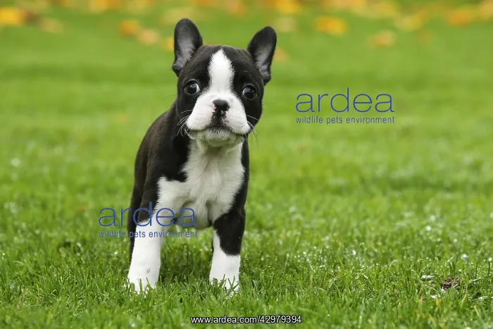: Boston Terrier puppy outdoors : Boston Terrier puppy outdoors