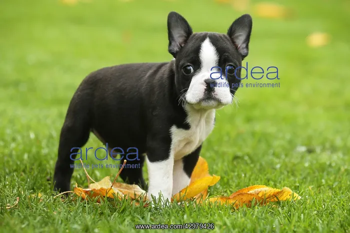 : Boston Terrier puppy outdoors : Boston Terrier puppy outdoors