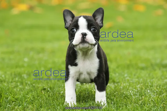 : Boston Terrier puppy outdoors : Boston Terrier puppy outdoors