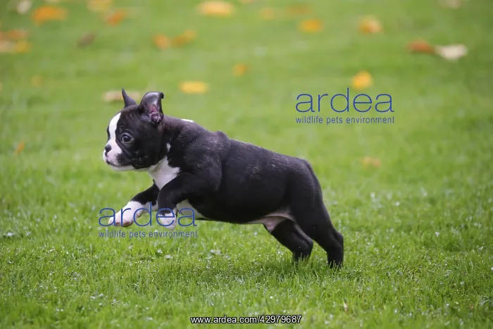 : Boston Terrier puppy running outdoors : Boston Terrier puppy running outdoors