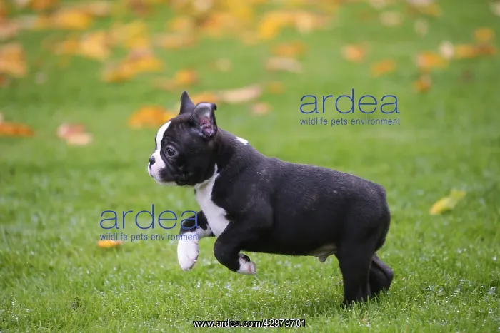 : Boston Terrier puppy running outdoors : Boston Terrier puppy running outdoors