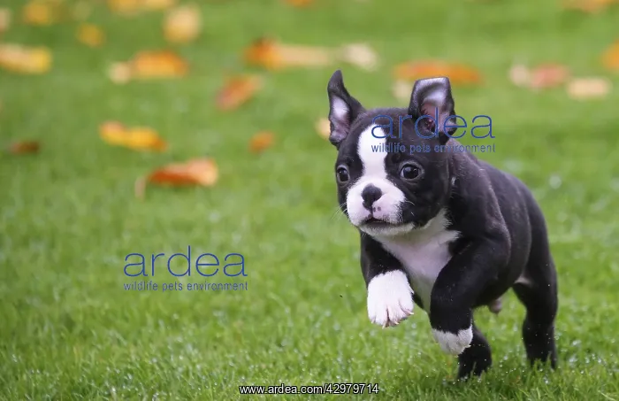 : Boston Terrier puppy running outdoors : Boston Terrier puppy running outdoors