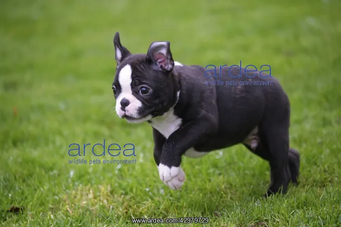 : Boston Terrier puppy running outdoors : Boston Terrier puppy running outdoors