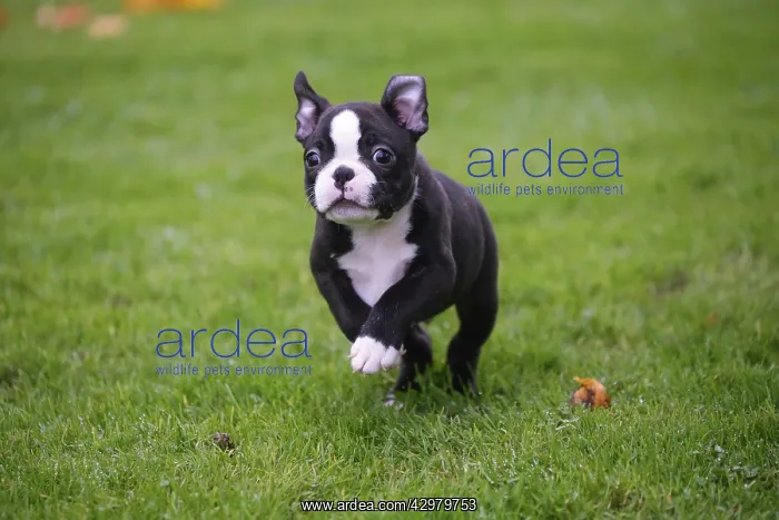 : Boston Terrier puppy running outdoors : Boston Terrier puppy running outdoors