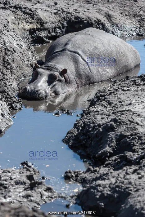 : Bostwana, Chobe national park, hippopotamus (Hippopotamus : Bostwana, Chobe national park, hippopotamus (Hippopotamus