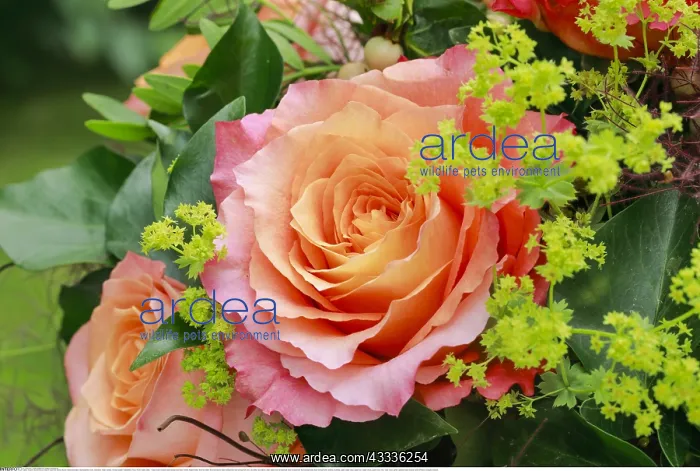  : Botanik, Blumenstrauss Detail Arrangement, Blume