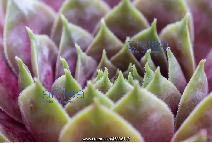 : Botanik, Dachwurz-botany, common houseleek, succulent : Botanik, Dachwurz-botany, common houseleek, succulent