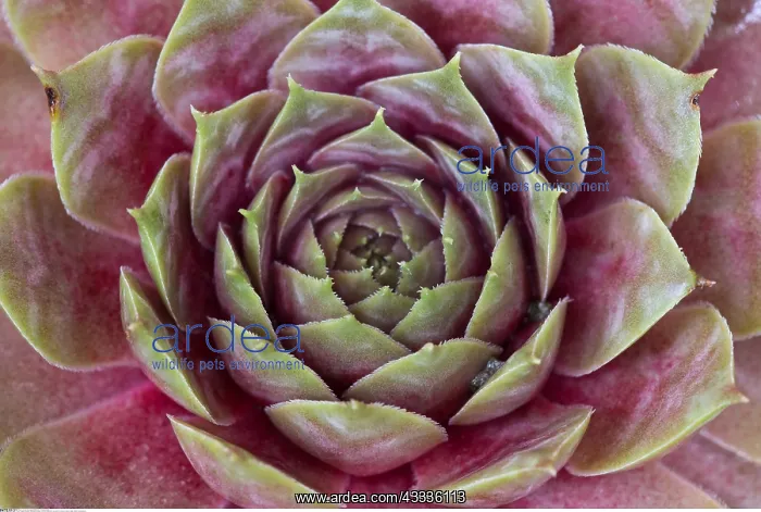 : Botanik, Dachwurz-botany, common houseleek, succulent : Botanik, Dachwurz-botany, common houseleek, succulent