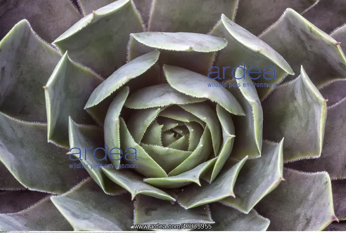 : Botanik, Dickblattgew??chse (Crassulaceae), -botany : Botanik, Dickblattgew??chse (Crassulaceae), -botany