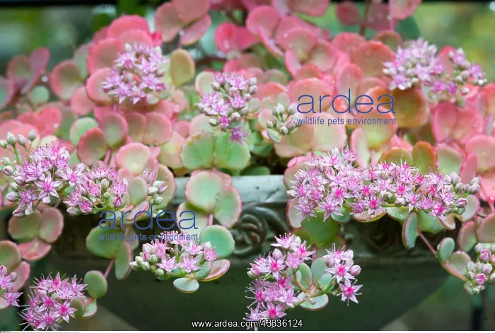 : Botanik, Fetthenne-botany, sedum, blossom, flower : Botanik, Fetthenne-botany, sedum, blossom, flower