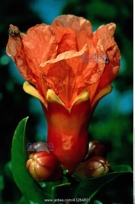 : Botanik, Granatapfel, (Punica granatum) : Botanik, Granatapfel, (Punica granatum)