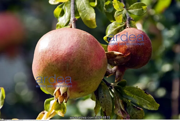 : Botanik, Granatapfel, (Punica granatum) : Botanik, Granatapfel, (Punica granatum)