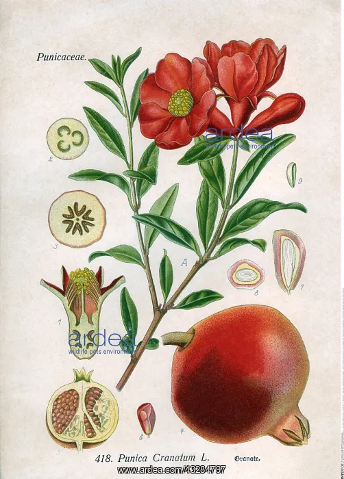 : Botanik hist. Obst, Granatapfel (Punica Cranatum : Botanik hist. Obst, Granatapfel (Punica Cranatum