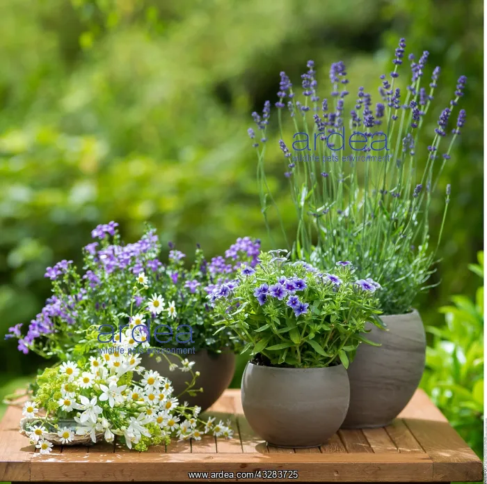 : Botanik, Kombination von blauen Pflanzen-botany : Botanik, Kombination von blauen Pflanzen-botany