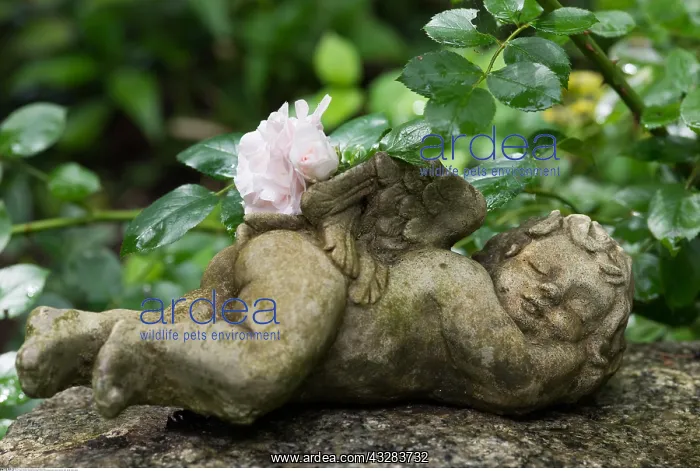 : Botanik, liegender Steinengel-botany, reclining : Botanik, liegender Steinengel-botany, reclining