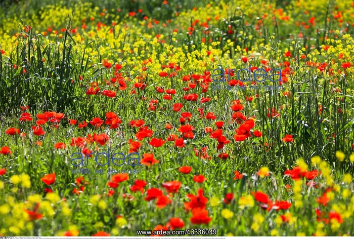 : Botanik, Mohnblume, Mohn, Klatsch Mohn, Papaver : Botanik, Mohnblume, Mohn, Klatsch Mohn, Papaver