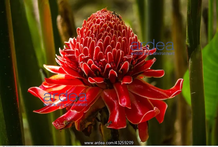 : Botanik, Porzellan-Rose (Etlingera elatior und Nicolaia : Botanik, Porzellan-Rose (Etlingera elatior und Nicolaia