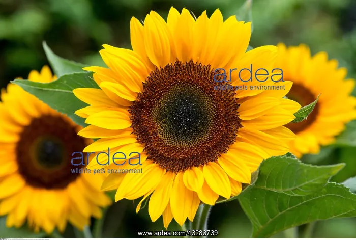 : Botanik, Sonnenblume-botany, sunflower, blossom : Botanik, Sonnenblume-botany, sunflower, blossom