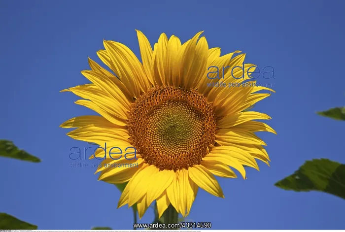  : Botanik, Sonnenblume (Helianthus), Provence-Alpes-Cote