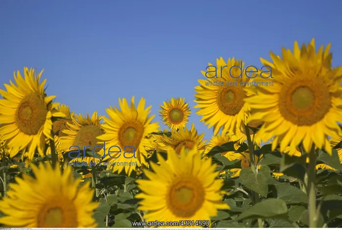: Botanik, Sonnenblume (Helianthus), Lamotte-du-Rhone : Botanik, Sonnenblume (Helianthus), Lamotte-du-Rhone