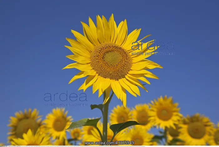 : Botanik, Sonnenblume (Helianthus), Lamotte-du-Rhone : Botanik, Sonnenblume (Helianthus), Lamotte-du-Rhone