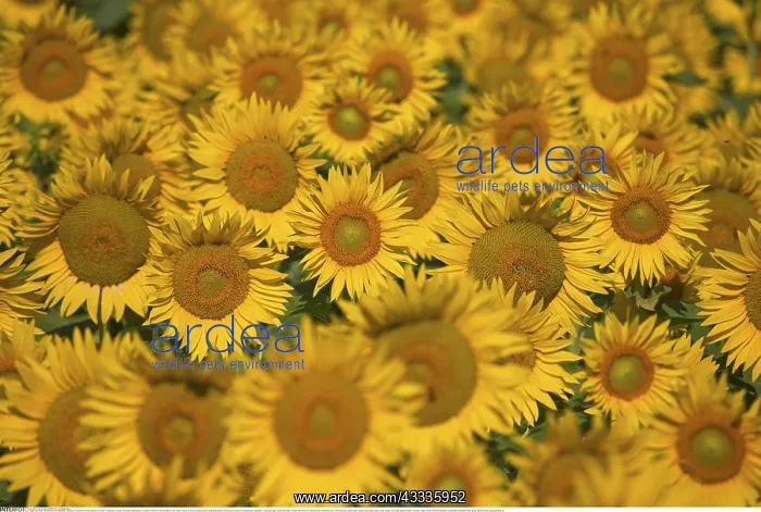 : Botanik, Sonnenblume (Helianthus), Lamotte-du-Rhone : Botanik, Sonnenblume (Helianthus), Lamotte-du-Rhone