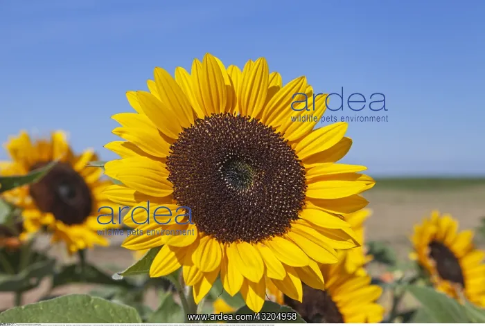 : Botanik, Sonnenblume (Helianthus annuus), auf einem : Botanik, Sonnenblume (Helianthus annuus), auf einem