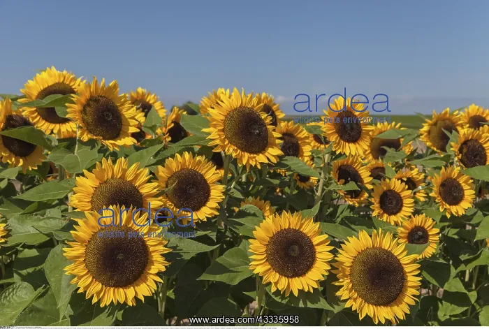 : Botanik, Sonnenblume (Helianthus annuus), auf einem : Botanik, Sonnenblume (Helianthus annuus), auf einem