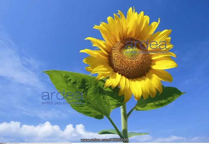 : Botanik, Sonnenblume, Helianthus annuus, Sunflower : Botanik, Sonnenblume, Helianthus annuus, Sunflower