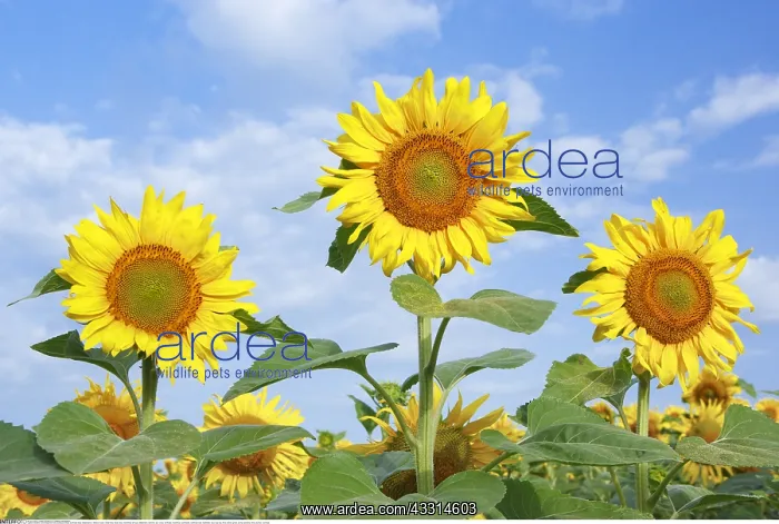  : Botanik, Sonnenblumen Feld, Schweiz-botany, sunflower