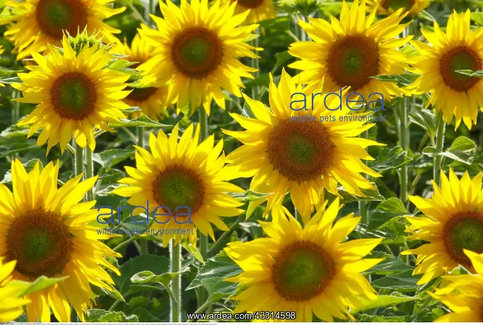 : Botanik, Sonnenblumen, Helianthus annuus, Sunflower : Botanik, Sonnenblumen, Helianthus annuus, Sunflower