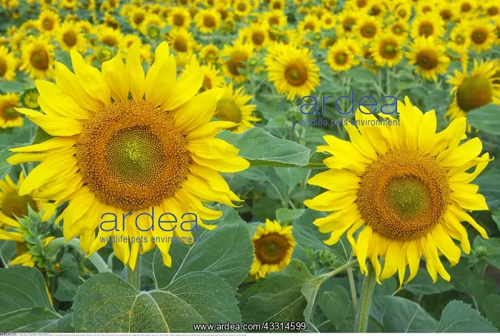 : Botanik, Sonnenblumen, Helianthus annuus, Sunflower : Botanik, Sonnenblumen, Helianthus annuus, Sunflower