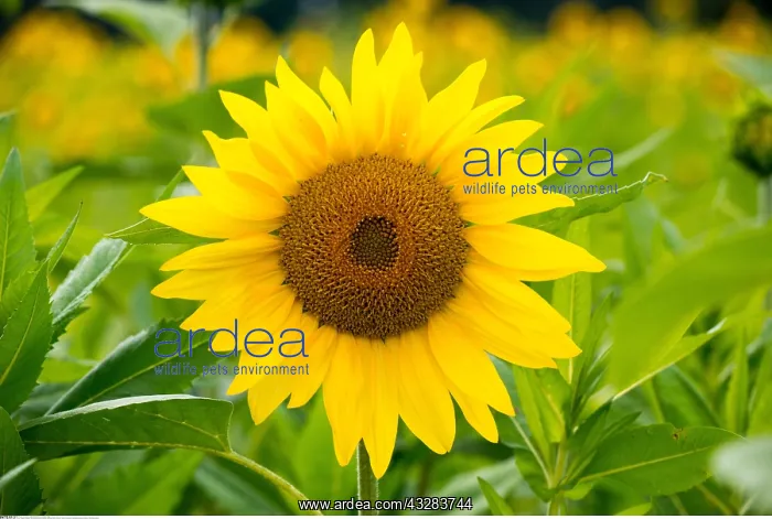 : Botanik, Sonnenblumenfeld-botany, sunflower field