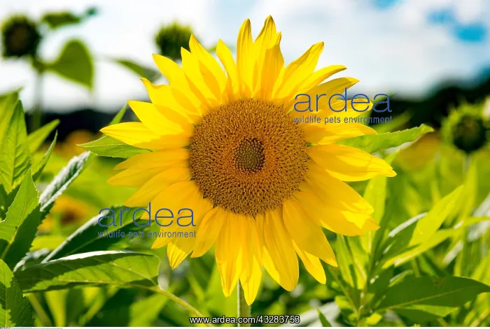 : Botanik, Sonnenblumenfeld-botany, sunflower field : Botanik, Sonnenblumenfeld-botany, sunflower field