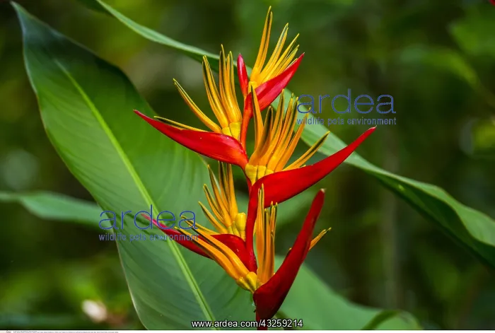 : Botanik, Strelizien (Strelitziaceae), Thailand : Botanik, Strelizien (Strelitziaceae), Thailand