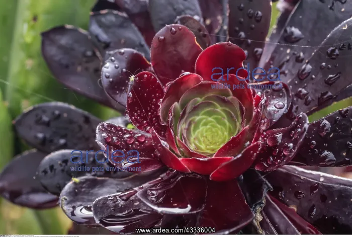 : Botanik, Sukkulente (Aeonium arboreum) nach dem : Botanik, Sukkulente (Aeonium arboreum) nach dem