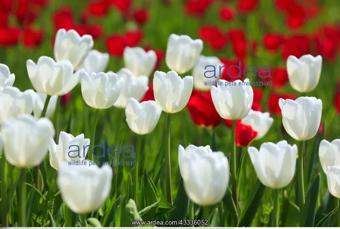 : Botanik, Tulpe, Tulipa, Tulip, Insel Mainau, Konstanz : Botanik, Tulpe, Tulipa, Tulip, Insel Mainau, Konstanz