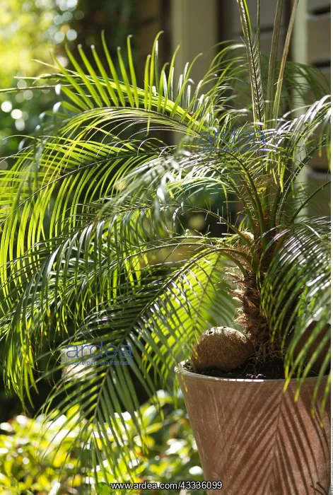  : Botanik, Zwergdattelpalme auf der Terrasse-botany