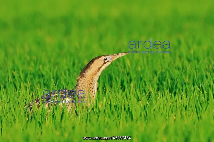 : Botaurus stellaris Ardeidae Botaurus : Botaurus stellaris Ardeidae Botaurus