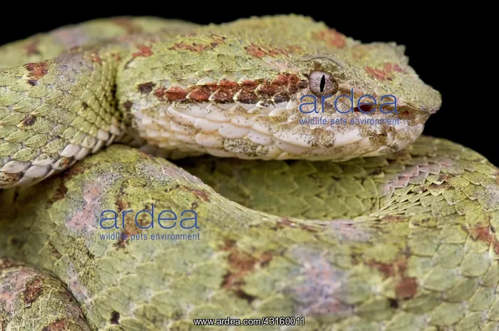 : Bothriechis schlegelii Bothrops schlegelii : Bothriechis schlegelii Bothrops schlegelii