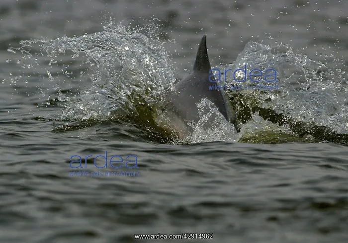 : Boto / Amazon River / Pink dolphin : Boto / Amazon River / Pink dolphin