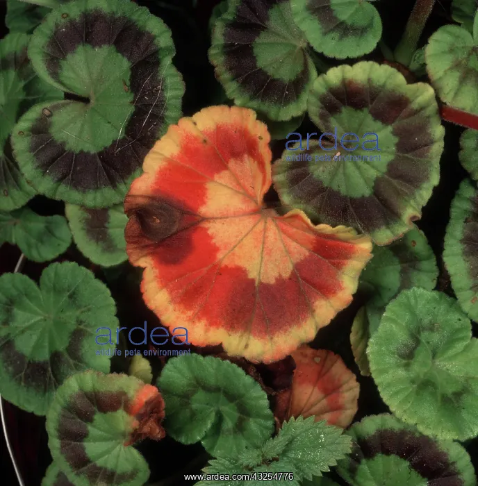 : Botrytis leaf spot on Geranium : Botrytis leaf spot on Geranium
