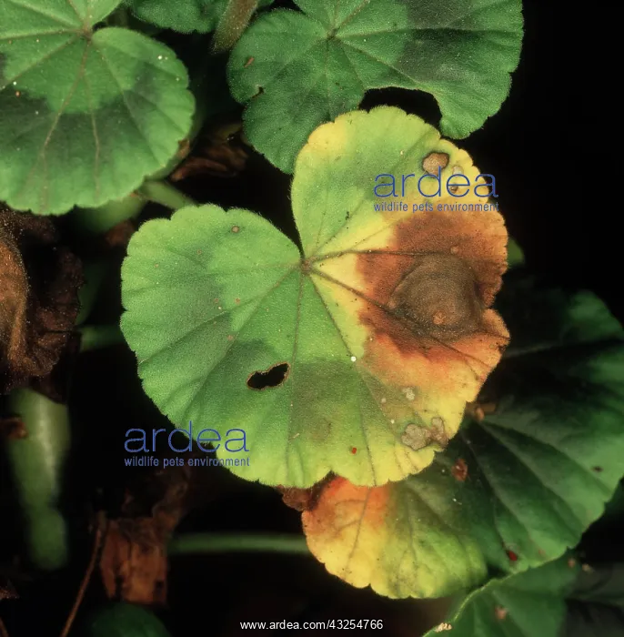 : Botrytis leaf spot zonal geranium : Botrytis leaf spot zonal geranium