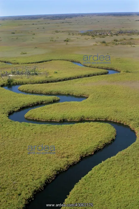 : Botswana, Africa. Arial view Okavango river : Botswana, Africa. Arial view Okavango river