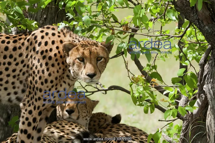 : Botswana, Africa. Cheetahs rest in the shade : Botswana, Africa. Cheetahs rest in the shade