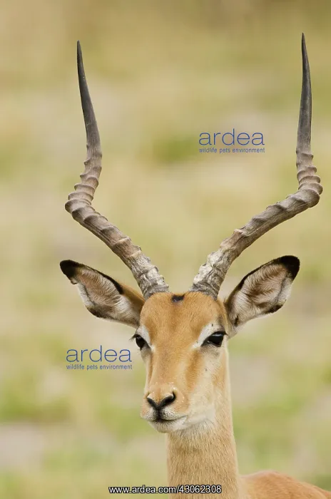: Botswana, Africa. Male impala with beautiful : Botswana, Africa. Male impala with beautiful
