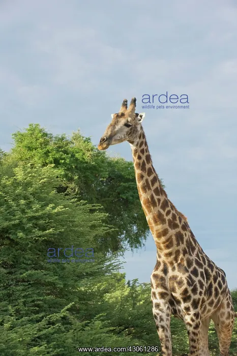 : Botswana, Africa. Masai Giraffe in warm : Botswana, Africa. Masai Giraffe in warm
