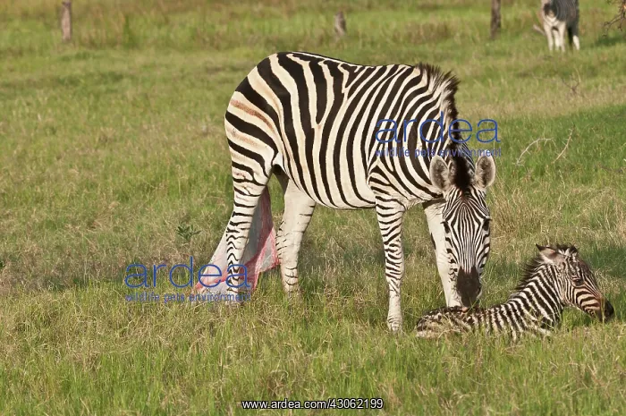 : Botswana, Africa. Newborn Zebra foal is : Botswana, Africa. Newborn Zebra foal is