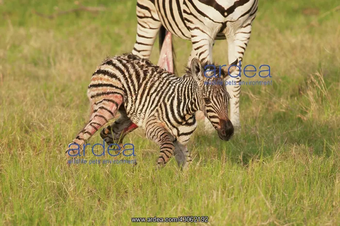 : Botswana, Africa. Newborn Zebra foal walks : Botswana, Africa. Newborn Zebra foal walks